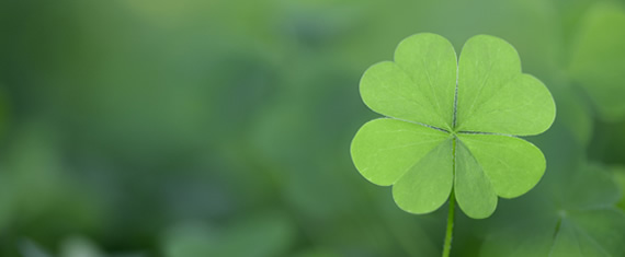 Saint patrick's day clover plant image for breakfast caterers